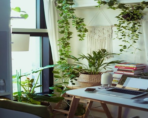 Cozy modern office space with plants